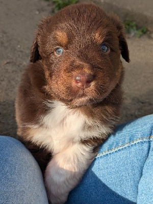 Les chiots de Berger Australien