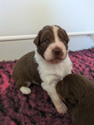 Les chiots de Berger Australien