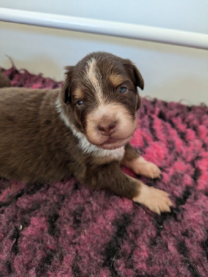 Les chiots de Berger Australien