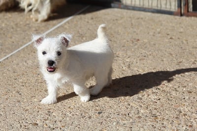 Les chiots de West Highland White Terrier