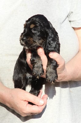 Les chiots de Cocker Spaniel Anglais