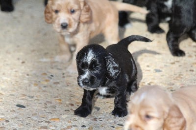 Les chiots de Cocker Spaniel Anglais