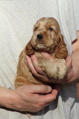 Les chiots de Cocker Spaniel Anglais