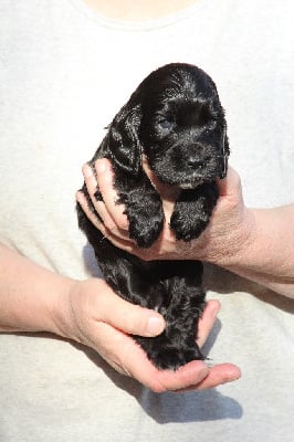 Les chiots de Cocker Spaniel Anglais