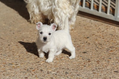 CHIOT - West Highland White Terrier