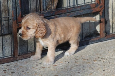 Les chiots de Cocker Spaniel Anglais