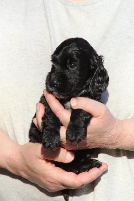 Les chiots de Cocker Spaniel Anglais