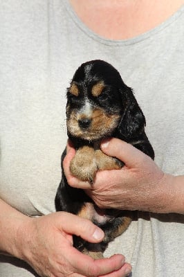 Les chiots de Cocker Spaniel Anglais