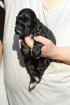 Les chiots de Cocker Spaniel Anglais