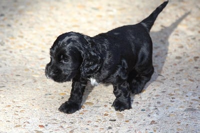 Les chiots de Cocker Spaniel Anglais