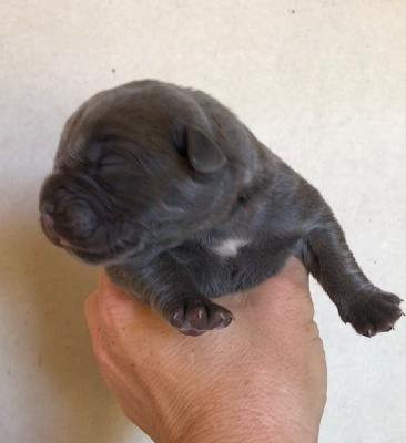 Les chiots de Cane Corso