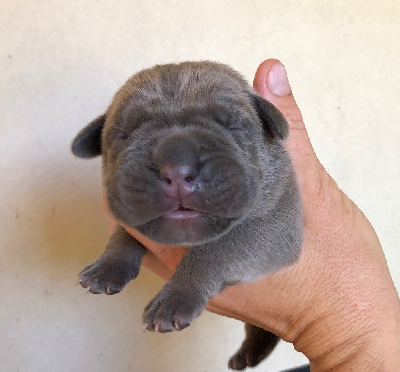 Les chiots de Cane Corso