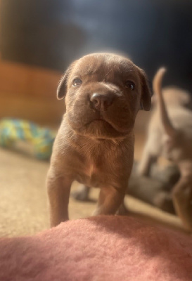 Les chiots de Cane Corso