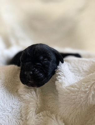 Les chiots de Cane Corso