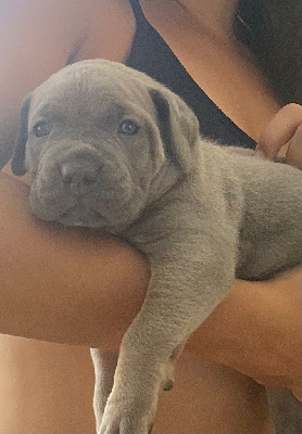 Les chiots de Cane Corso