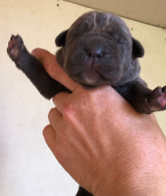 Les chiots de Cane Corso