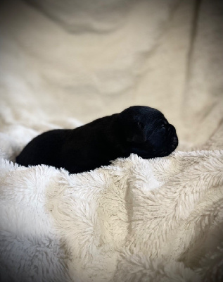 Les chiots de Cane Corso