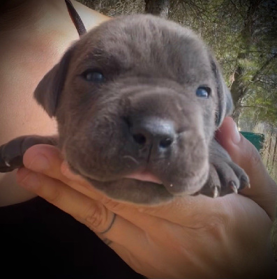 Les chiots de Cane Corso