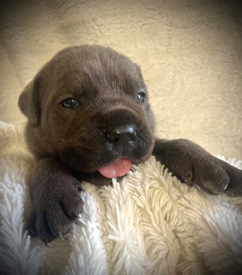 Les chiots de Cane Corso