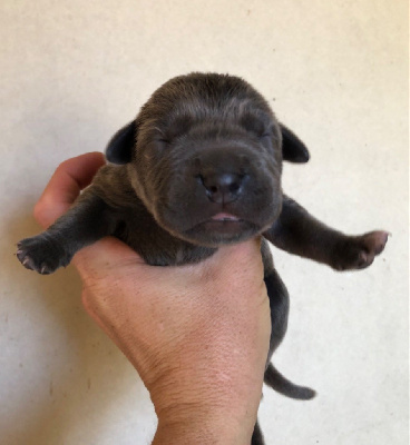 Les chiots de Cane Corso