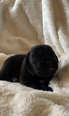 Les chiots de Cane Corso