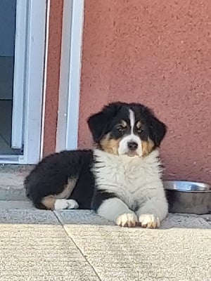 Les chiots de Berger Australien