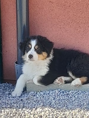 Les chiots de Berger Australien