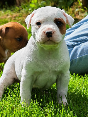 Les chiots de Staffordshire Bull Terrier