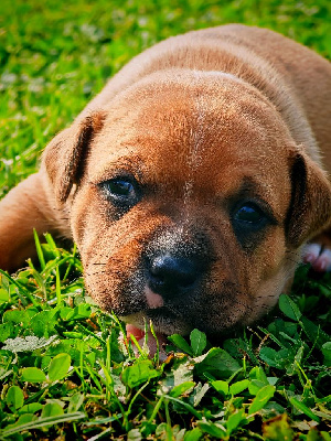 Les chiots de Staffordshire Bull Terrier