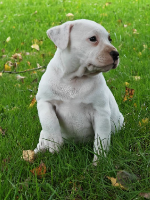 Les chiots de Staffordshire Bull Terrier