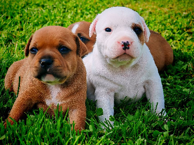 Les chiots de Staffordshire Bull Terrier