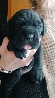 CHIOT femelle noire - Cane Corso