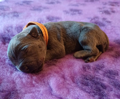 Les chiots de Cane Corso