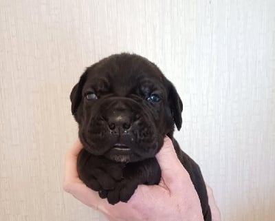 Les chiots de Cane Corso