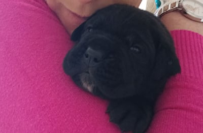 CHIOT femelle noire - Cane Corso