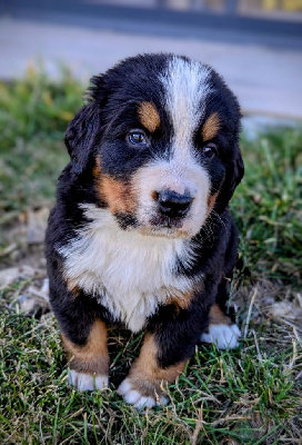 Les chiots de Bouvier Bernois