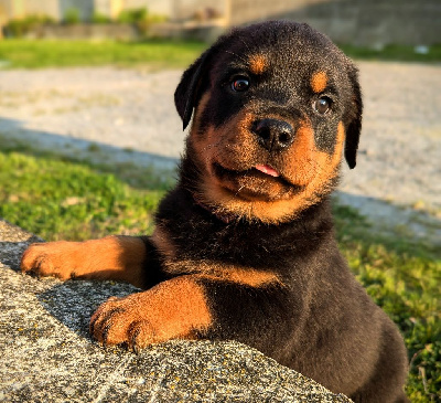 Les chiots de Rottweiler