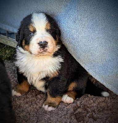 Les chiots de Bouvier Bernois