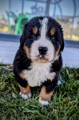 Les chiots de Bouvier Bernois