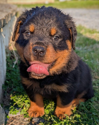 Les chiots de Rottweiler