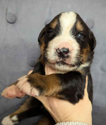 Les chiots de Bouvier Bernois