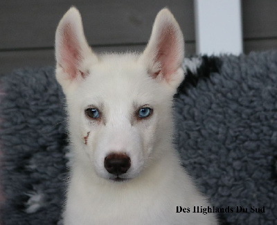 Les chiots de Siberian Husky