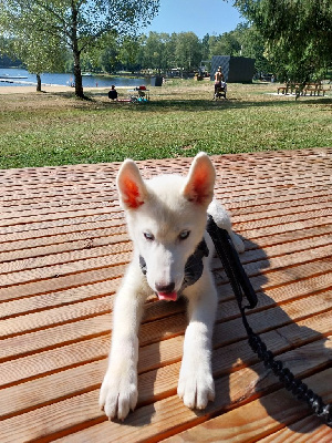 Les chiots de Siberian Husky