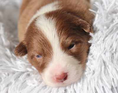 Les chiots de Berger Australien