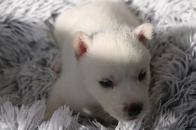 Vylo (yeux bleus, éleveur/éducateur) - Siberian Husky