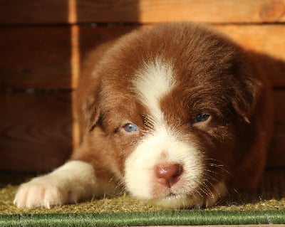 Les chiots de Berger Australien