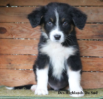 Les chiots de Berger Australien