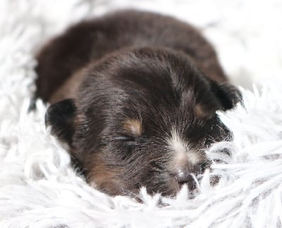 Les chiots de Berger Australien