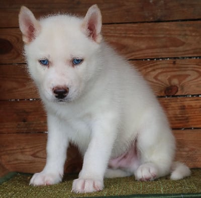 Les chiots de Siberian Husky