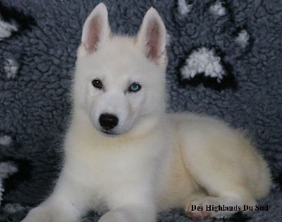 Les chiots de Siberian Husky